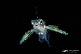 Image result for Dactylopterus volitans