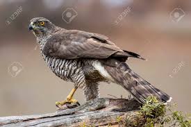 Attēlu rezultāti vaicājumam “Accipiter gentilis adult”