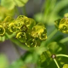 Attēlu rezultāti vaicājumam “Euphorbia virgata flower”