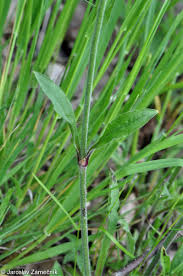 Attēlu rezultāti vaicājumam “Silene nutans”