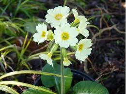 Image result for Primula elatior