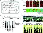 Isoenzyme replacement of glucose-6-phosphate dehydrogenase in the ...
