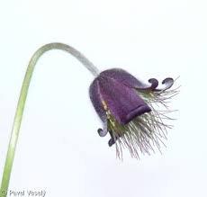 Attēlu rezultāti vaicājumam “Pulsatilla pratensis bud”