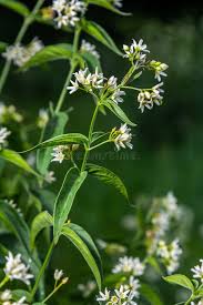 Attēlu rezultāti vaicājumam “Vincetoxicum hirundinaria flower”