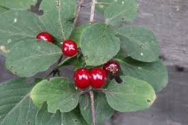 Attēlu rezultāti vaicājumam “Lonicera xylosteum fruit”