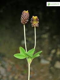 Attēlu rezultāti vaicājumam “Trifolium spadiceum fruit”