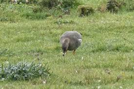 Attēlu rezultāti vaicājumam “Anser serrirostris adult”