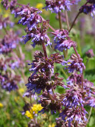 Attēlu rezultāti vaicājumam “Salvia verticillata”