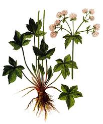 Attēlu rezultāti vaicājumam “Sanicula europaea flower”