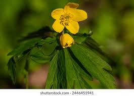 Attēlu rezultāti vaicājumam “Anemone ranunculoides bud”