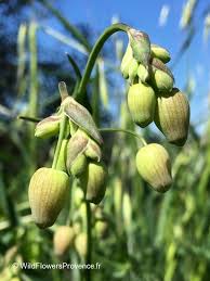 Attēlu rezultāti vaicājumam “Silene vulgaris bud”