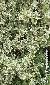 Attēlu rezultāti vaicājumam “Euonymus”