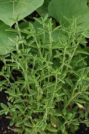 Image result for Stevia rebaudiana