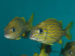 Image result for Haemulon flavolineatum