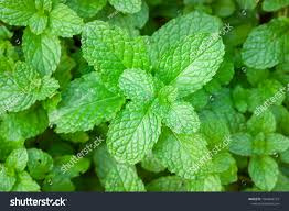 Image result for Menta x piperita