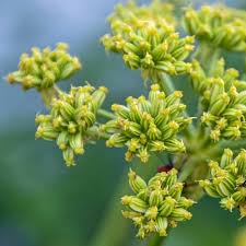 Attēlu rezultāti vaicājumam “Levisticum officinale flower”
