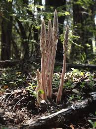 Attēlu rezultāti vaicājumam “Comatricha fragilis stalked”