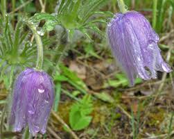 Attēlu rezultāti vaicājumam “Pulsatilla patens fruit”