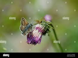 Attēlu rezultāti vaicājumam “Pyrgus serratulae”