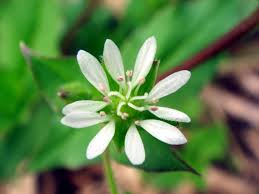 Attēlu rezultāti vaicājumam “Myosoton aquaticum”