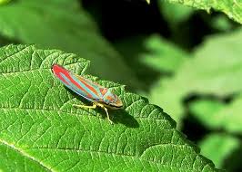 Attēlu rezultāti vaicājumam “Cicadellidae”