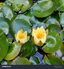 Attēlu rezultāti vaicājumam “Nymphaea candida leaf”