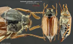 Attēlu rezultāti vaicājumam “Melolontha melolontha imago”