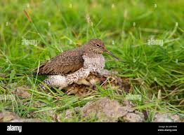 Attēlu rezultāti vaicājumam “Tringa totanus adult”