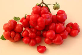 Afbeeldingsresultaat voor voyage tomato