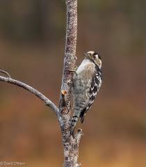 Attēlu rezultāti vaicājumam “Dendrocopos minor”
