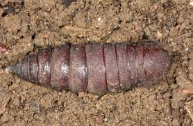 Attēlu rezultāti vaicājumam “Laothoe amurensis”