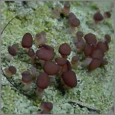 Attēlu rezultāti vaicājumam “Baeomyces rufus”