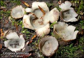 Attēlu rezultāti vaicājumam “Geopora arenicola”