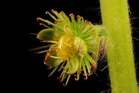 Attēlu rezultāti vaicājumam “Agrimonia eupatoria flower”