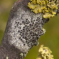 Attēlu rezultāti vaicājumam “Cetraria sepincola”