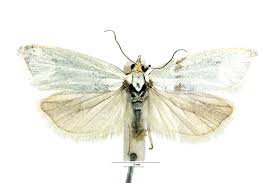 Attēlu rezultāti vaicājumam “Eana argentana”