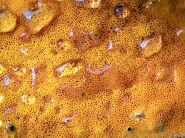 Attēlu rezultāti vaicājumam “Ceriporia”