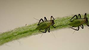 Attēlu rezultāti vaicājumam “Macrosiphoniella millefolii”