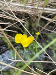 Attēlu rezultāti vaicājumam “Utricularia intermedia flower”