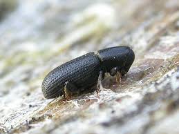 Attēlu rezultāti vaicājumam “Hylastes sp.”