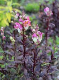 Attēlu rezultāti vaicājumam “Antirrhinum majus leaf”
