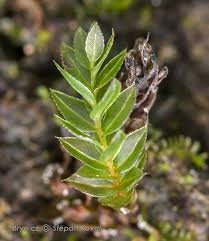 Attēlu rezultāti vaicājumam “Mnium lycopodioides”