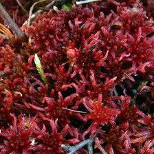 Attēlu rezultāti vaicājumam “Sphagnum russowii”