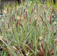 Attēlu rezultāti vaicājumam “Carex panicea”