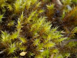 Attēlu rezultāti vaicājumam “Campylium stellatum”