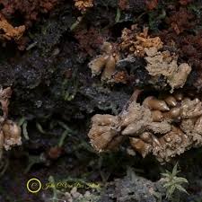Attēlu rezultāti vaicājumam “Tubifera sp.”