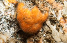 Attēlu rezultāti vaicājumam “Bryozoa”