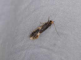 Attēlu rezultāti vaicājumam “Monopis weaverella”