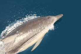 Image result for Delphinus delphis