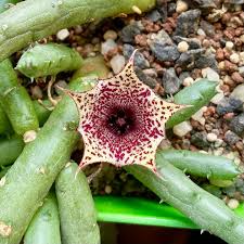 Attēlu rezultāti vaicājumam “Asclepiadaceae”